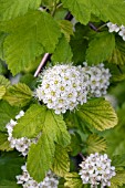 PHYSOCARPUS OPULIFOLIUS AUREA