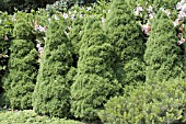 PICEA GLAUCA CONICA HEDGE