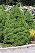 PICEA GLAUCA CONICA