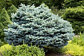 PICEA GLAUCA GLOBOSA