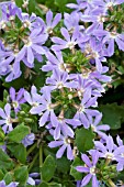 SCAEVOLA SURDIVA LIGHT BLUE