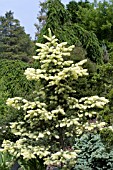 PICEA PUNGENS SPRING GHOST