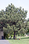 PINUS STROBUS