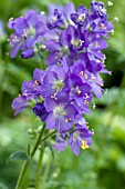 POLEMONIUM CAERULEUM JACOBS LADDER