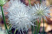 PULSATILLA VULGARIS