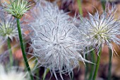 PULSATILLA VULGARIS