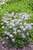 PULSATILLA VULGARIS