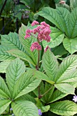 RODGERSIA AESCULIFOLIA