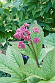 RODGERSIA AESCULIFOLIA