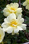 ROSA HARRISONS YELLOW