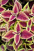 COLEUS GOLD EDGE