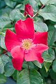 ROSA ROBUSTA