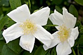 ROSA RUGOSA NYVELDTS WHITE