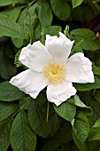 ROSA RUGOSA NYVELDTS WHITE