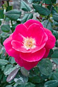 ROSA WINNIPEG PARKS