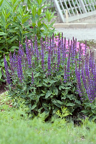 SALVIA_NEMEROSA_MAY_NIGHT