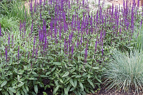 SALVIA_NEMEROSA_CARADONNA