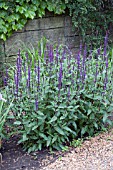 SALVIA NEMEROSA CARADONNA