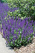 SALVIA NEMEROSA MAY NIGHT