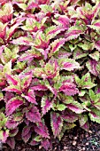 COLEUS INDIAN SUMMER