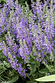 SALVIA RHAPSODY IN BLUE