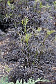 SAMBUCUS NIGRA EVA BLACK LACE