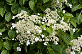 SCHIZOPHRAGMA HYDRANGEOIDES