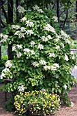 SCHIZOPHRAGMA HYDRANGEOIDES