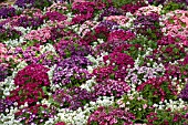 SENECIO CINERARIA JESTER ROYAL BICOLOR SHADES MIX