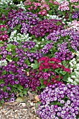 SENECIO CINERARIA JESTER ROYAL BICOLOR SHADES MIX