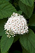 SPIRAEA FRITSCHIANA