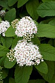 SPIRAEA FRITSCHIANA