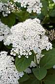 SPIRAEA X MEDIA SNOW STORM