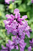 STACHYS MACRANTHA