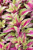 COLEUS INDIAN SUMMER