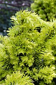 TAXUS CUSPIDATA BRIGHT GOLD