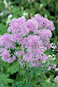 THALICTRUM AQUILEGIFOLIUM