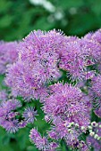 THALICTRUM AQUILEGIFOLIUM