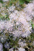 THALICTRUM AQUILEGIFOLIUM