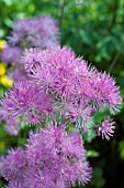 THALICTRUM DIOICUM