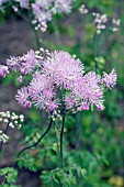 THALICTRUM ROUCHEBRUNIANUM LAVENDER MIST