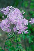 THALICTRUM ROUCHEBRUNIANUM LAVENDER MIST