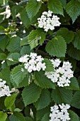 VIBURNUM DENTATUM CARDINAL