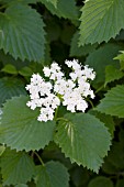 VIBURNUM DENTATUM CARDINAL