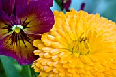 VIOLA CALENDULA CLOSEUP