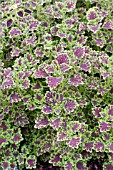 COLEUS INKY FINGERS