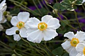 ANEMONE HYBRIDA HONORINE JOBERT