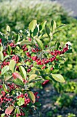 ARONIA ARBUTIFOLIA BRILLIANTISSIMA