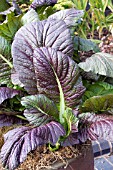 BRASSICA JUNCEA RED GIANT