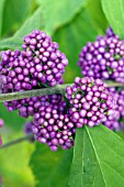 CALLICARPA JAPONICA HEAVY BERRY